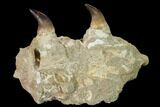 Mosasaur Jaw Section with Two Teeth - Morocco #165993-1